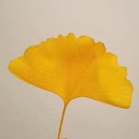 鹿児島ちゃんこ 霧島店　うい