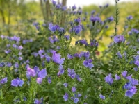 待ちナビ さやか こんにちは