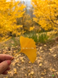 鹿児島ちゃんこ 霧島店　しずか