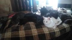 保険屋のおばちゃん　まり