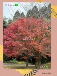 鹿児島ちゃんこ 霧島店　しずか