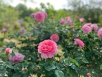 待ちナビ さやか おはようございます