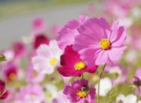 マドンナSANSAIN 宮崎市デリヘル 天音 写メ日記「おやすみ」