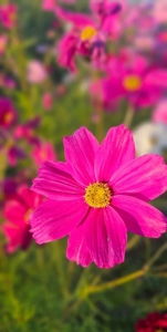 マドンナSANSAIN　りく