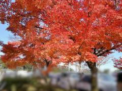 鹿児島天文館デリヘルLOVEVE～ラヴィーヴ～　ありさ☆笑顔◎Hカップの癒し系☆