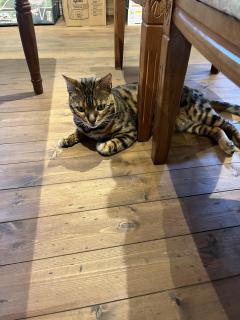 ご主人様いらっしゃい 大分店 神舌ゆい♡最強エロ女（痩せてきた） お仕事お疲れ様です