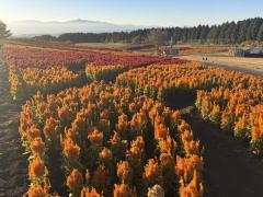 ドスケベ人妻 みらい♡魅惑のエロテロリスト 寒い❄️ね