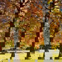 スウィートルーム　