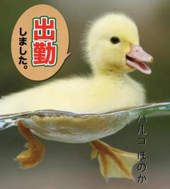 パルコ　ほのか