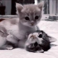 マドンナSANSAIN　明歩（新人♪）