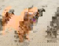 Liberty(リバティ)　