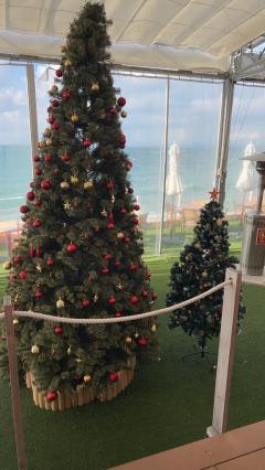 キャンディ アル 急遽?