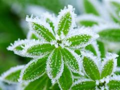 Spica(すぴか)　★かおる★電撃移籍入店決定！