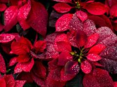 Spica(すぴか)　★かおる★電撃移籍入店決定！