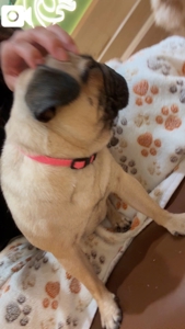 TheGrandPhoenix　ジェイ※爆乳Jカップ