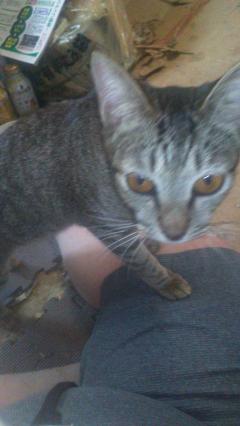 保険屋のおばちゃん(デリヘル) まり