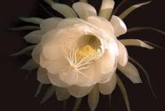 人妻セレブ 延岡市デリヘル 真美(まみ) 写メ日記「おはようございます☀️😃」