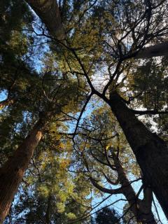 Spica(すぴか) 延岡市デリヘル 新★ウル★完全業界初激かわ 写メ日記「来週の出勤予定?」