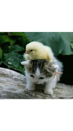 JaPON　茶々ﾁｬﾁｬ