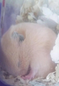 EXE【霧島店】　かのん