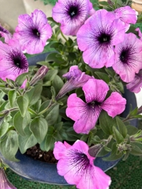 宮崎ちゃんこ都城店　ももこ