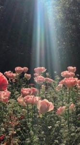 フェアリー　ねね