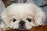 TheGrandPhoenix　ジェイ※爆乳Jカップ