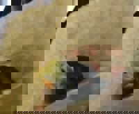 harmonyハーモニー　かおるこ(kaoruko)