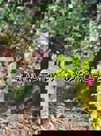 宮崎ちゃんこ中央通店　るあ