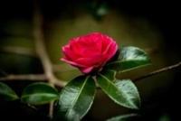 ありがとうございます