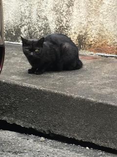 おれい！　さつき