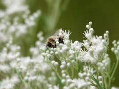 Spica(すぴか)　★かおる★電撃移籍入店決定！