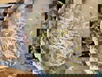 大人の遊園痴「スピーディー」　りつ（敏感で癒し系）