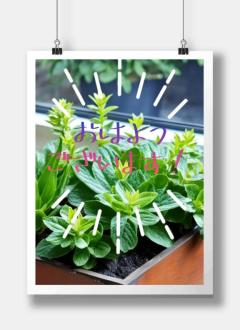 JaPON　新人真子ﾏｺ