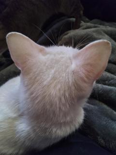 保険屋のおばちゃん(デリヘル) まり