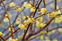 待ちナビ　きょうこ