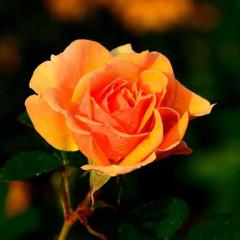 cherish　美麗（みれい）