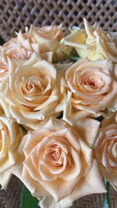 宮崎ちゃんこ都城店　ももこ