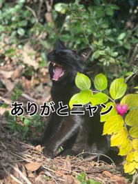 宮崎ちゃんこ中央通店　