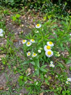 Spica(すぴか)　新★まい★完全業界初！