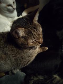 保険屋のおばちゃん　