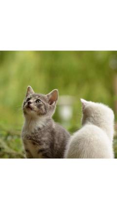 JaPON　茶々ﾁｬﾁｬ