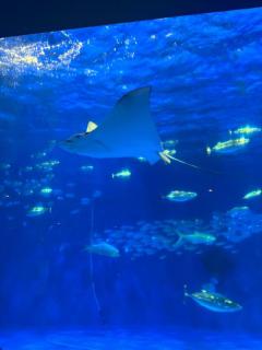 エンタメGR　ゆりこ