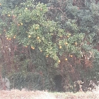 待ちナビ にこ 8日のお礼です