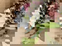 大人の遊園痴「スピーディー」　りつ（敏感で癒し系）