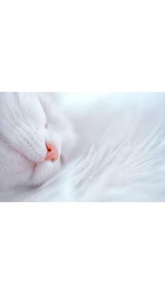 JaPON　園子ｿﾉｺ