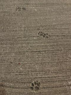 MANIN-ONREIマン淫御礼　風月（ふづき）色白巨乳美人