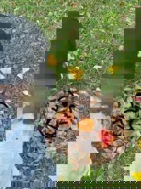 宮崎ちゃんこ中央通店　るあ