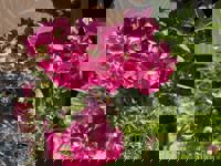 大人の遊園痴「スピーディー」　ゆう（美脚でスレンダー）