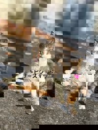 宮崎ちゃんこ中央通店　るあ